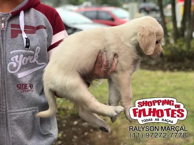 Golden Retriever filhotes Perfeitos para Sua Família e sua Casa - Foto 3