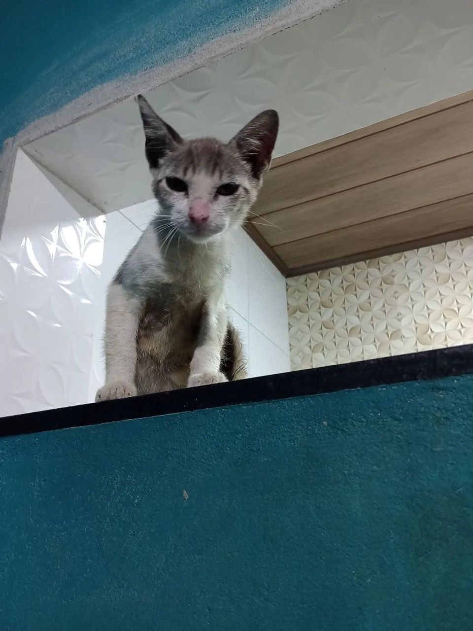 Gatinho lindo para adoção - Foto 2