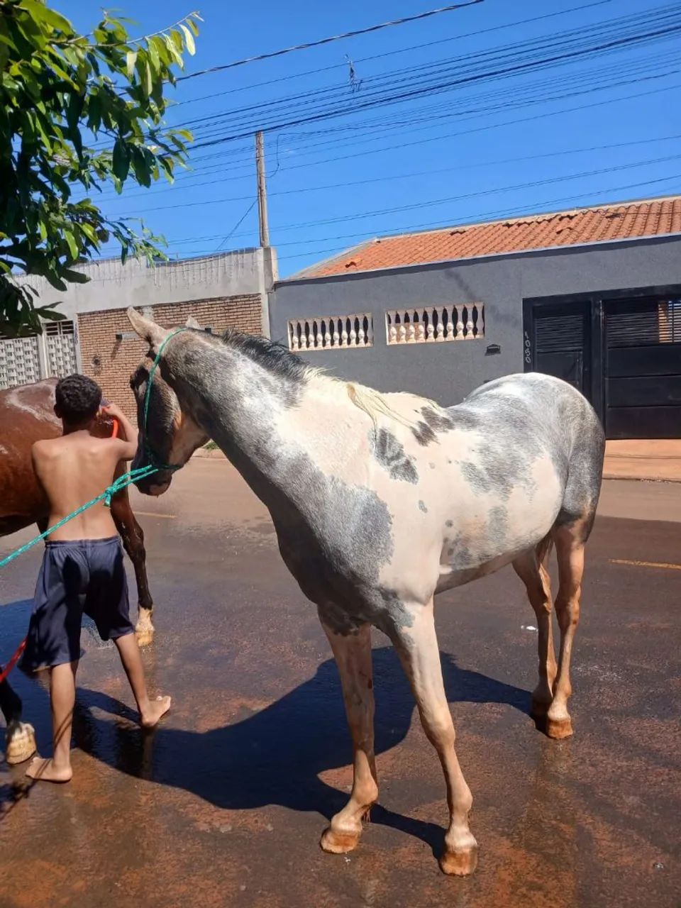 Vendo cavalo 