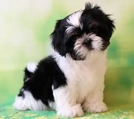 Shih-Tzu Macho Red: A Energia que Você Sempre Quis em Um Filhote!