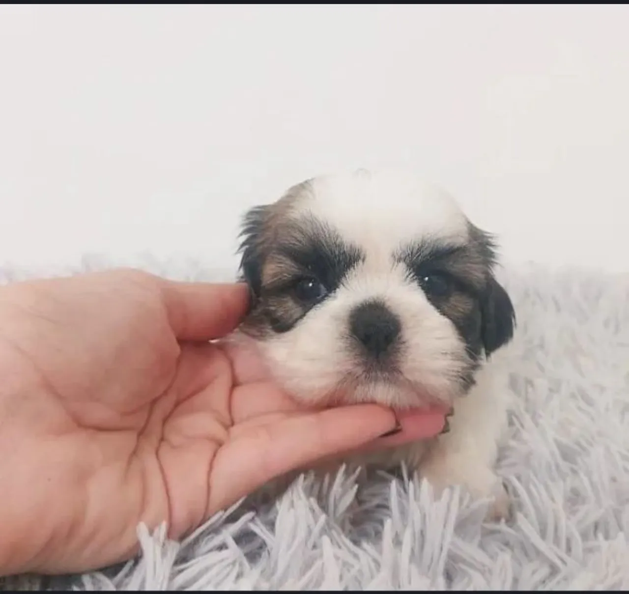 Filhote Shih Tzu - Fofo e Carinhoso - Melanina