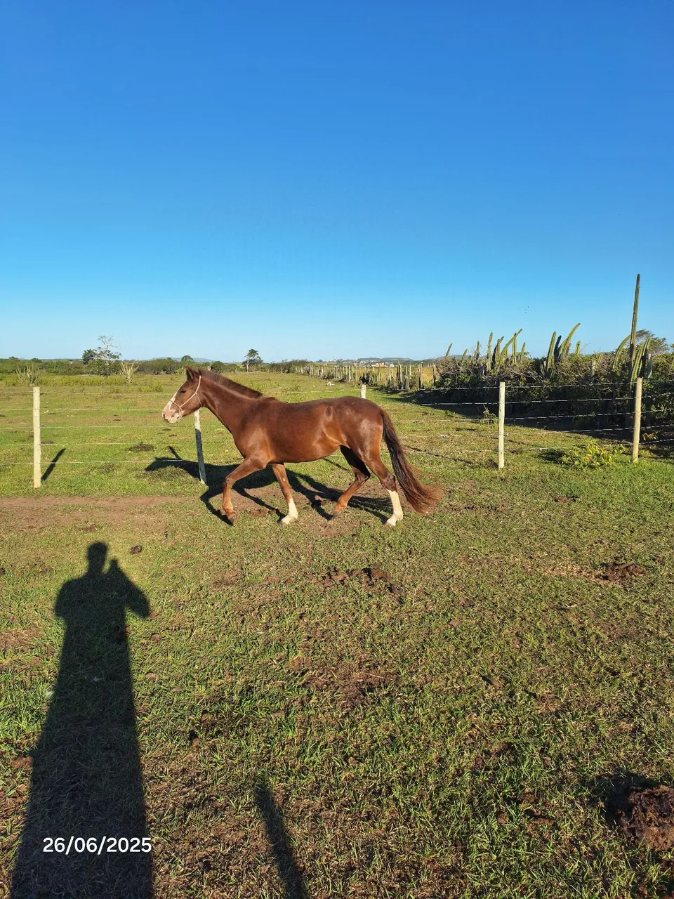 Mangalarga marchador 