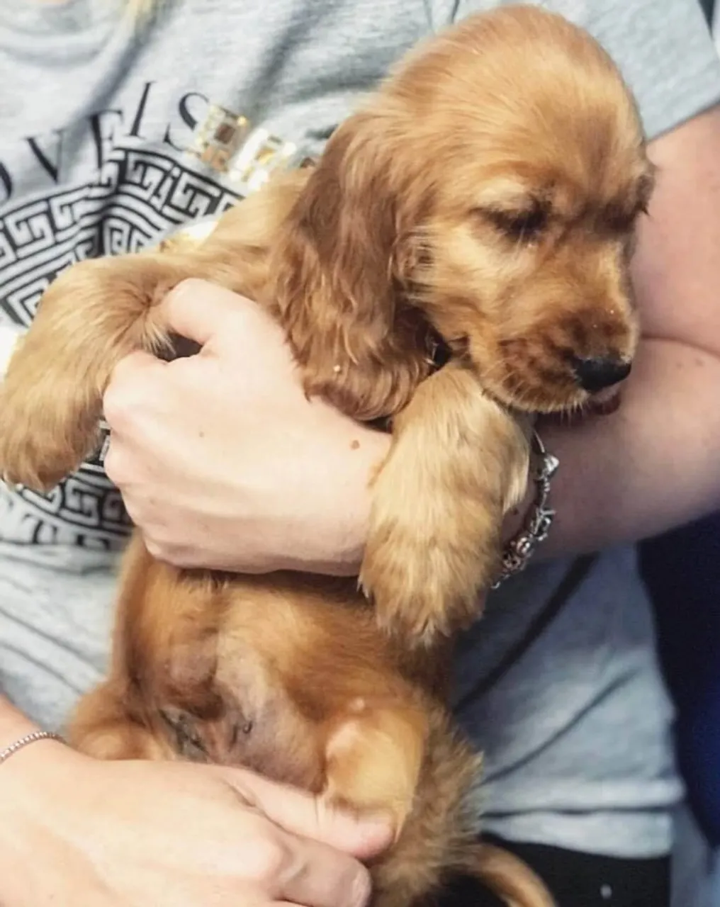 Cocker Spaniel Inglês Muito Lindos