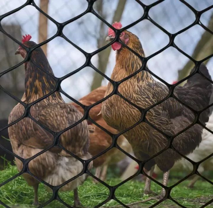 Tela de Proteção para Animais/Varandas e Janelas - R$ 7,00 o metro! - Foto 4