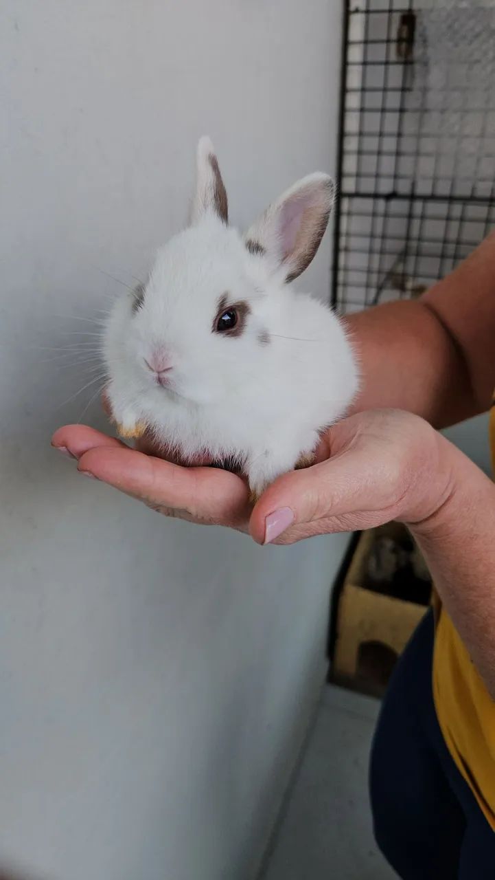Coelho anão  - Foto 6