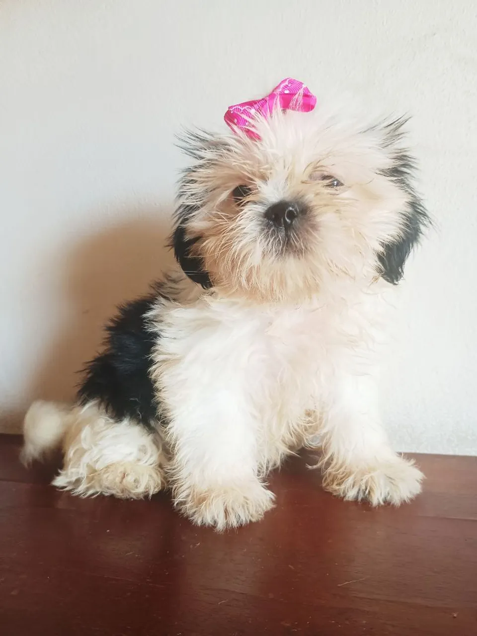 Filhotes de Shih Tzu - Pelúcia fofa e charmosa!