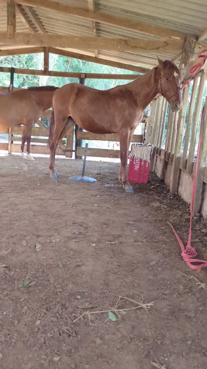 Potro Mangalarga Marchador
