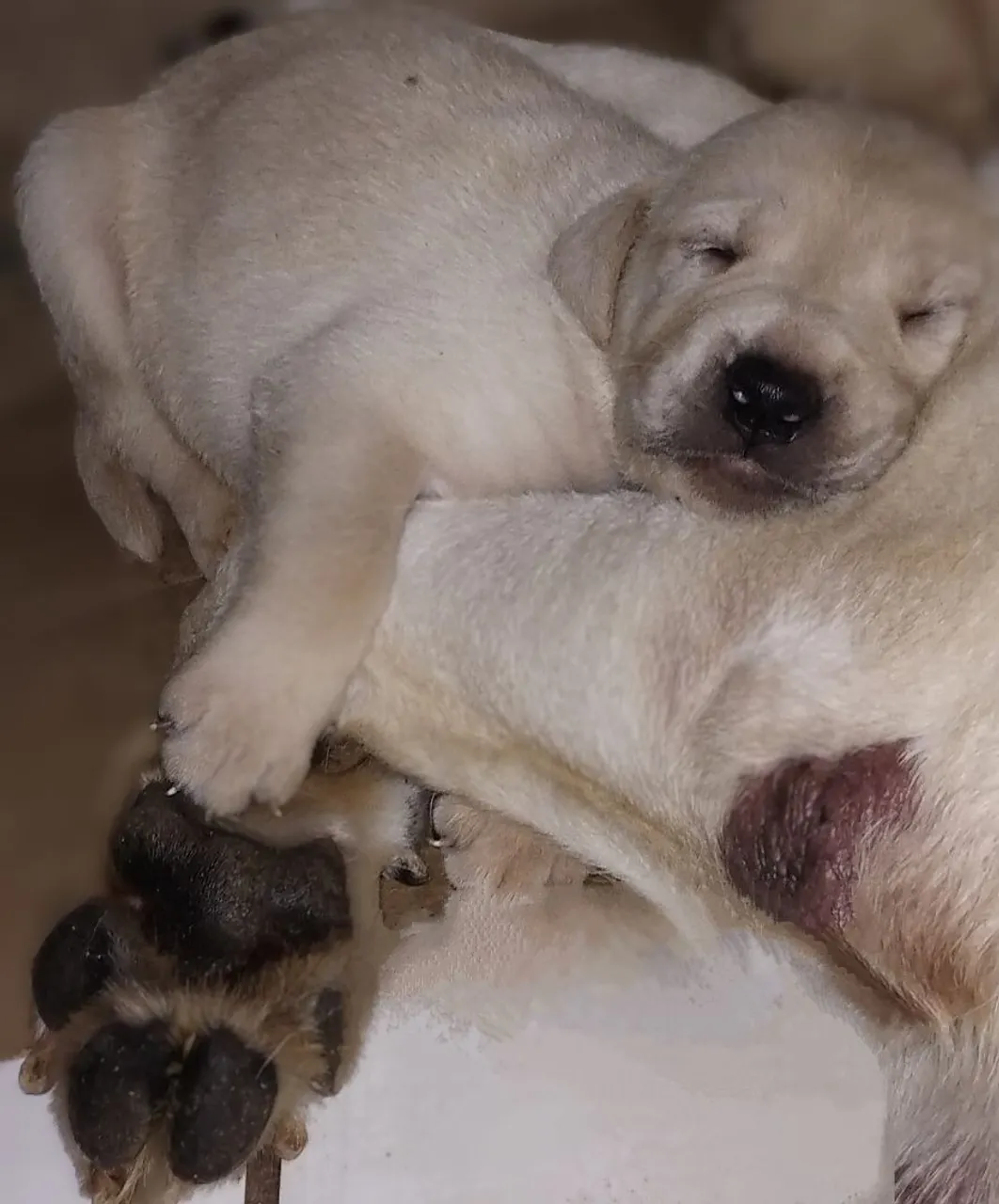 Filhote de Labrador