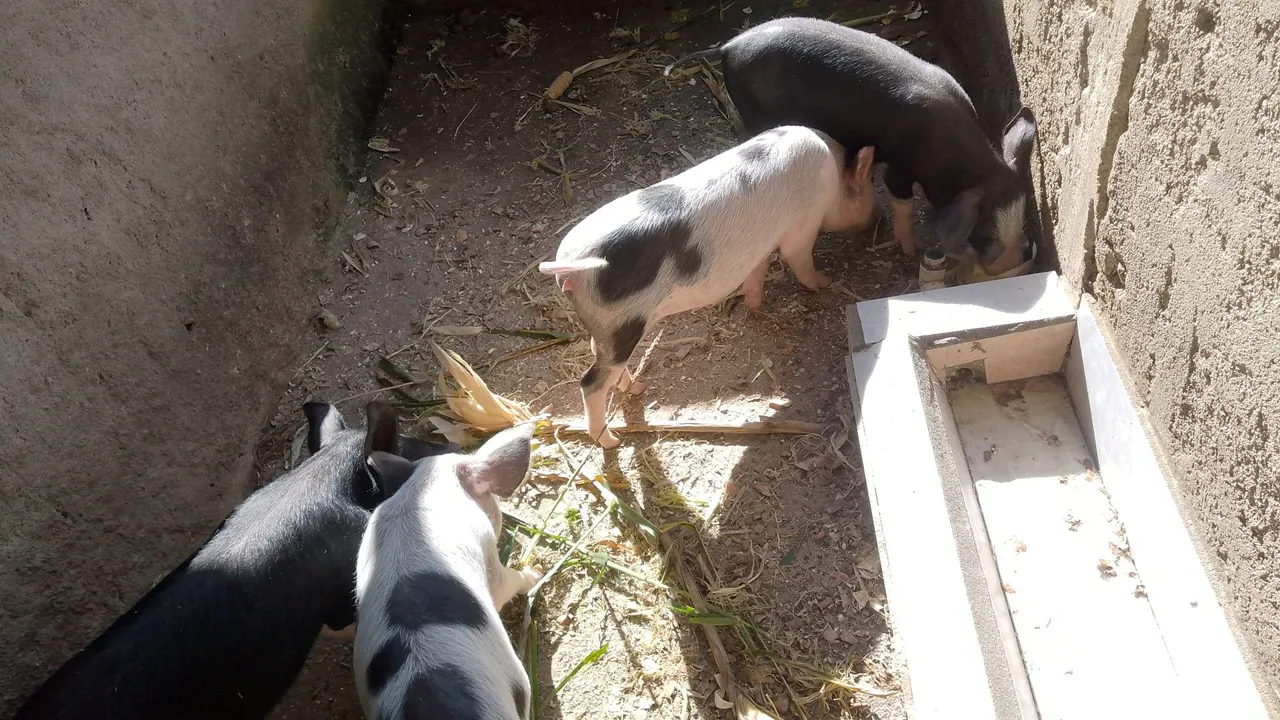 Leitoas para venda