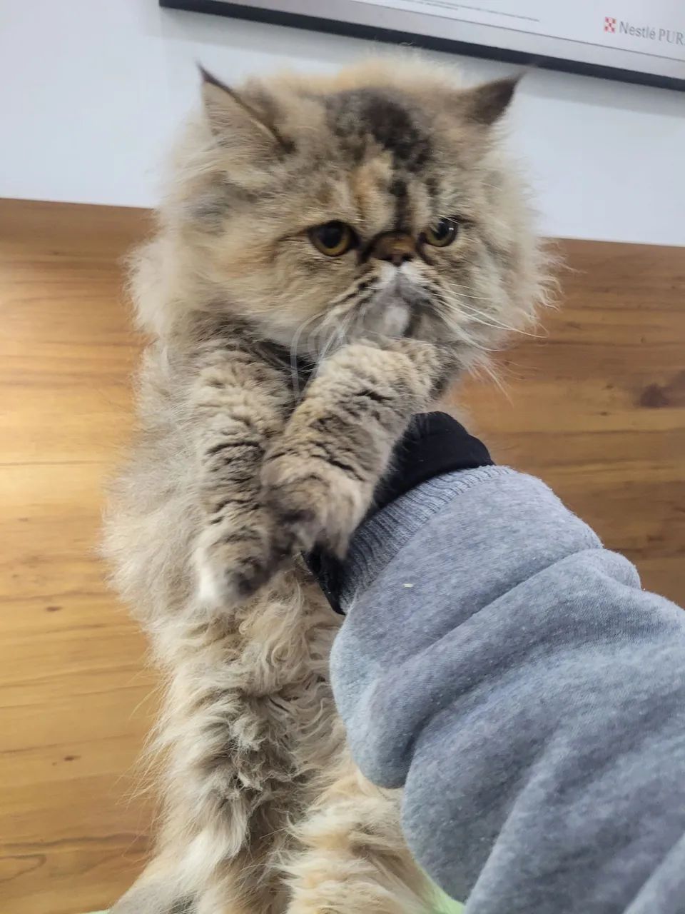 Gatinha persa femea tigrada - Foto 3