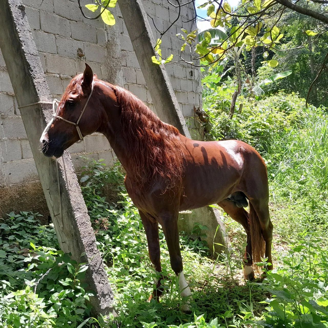 Cavalo manga larga - CAIO 2B - Foto 2