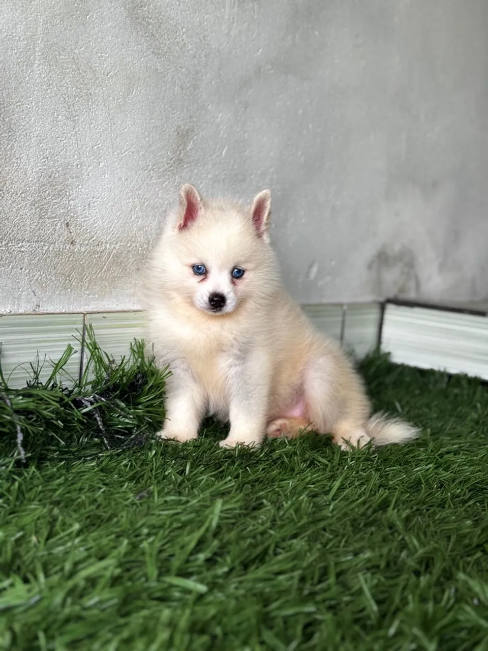 Fêmea de Pomsky disponível 