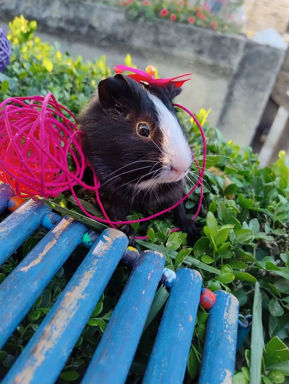 Porquinho da índia disponível 