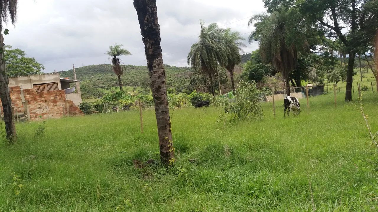 Vendo vacas .  - Foto 4