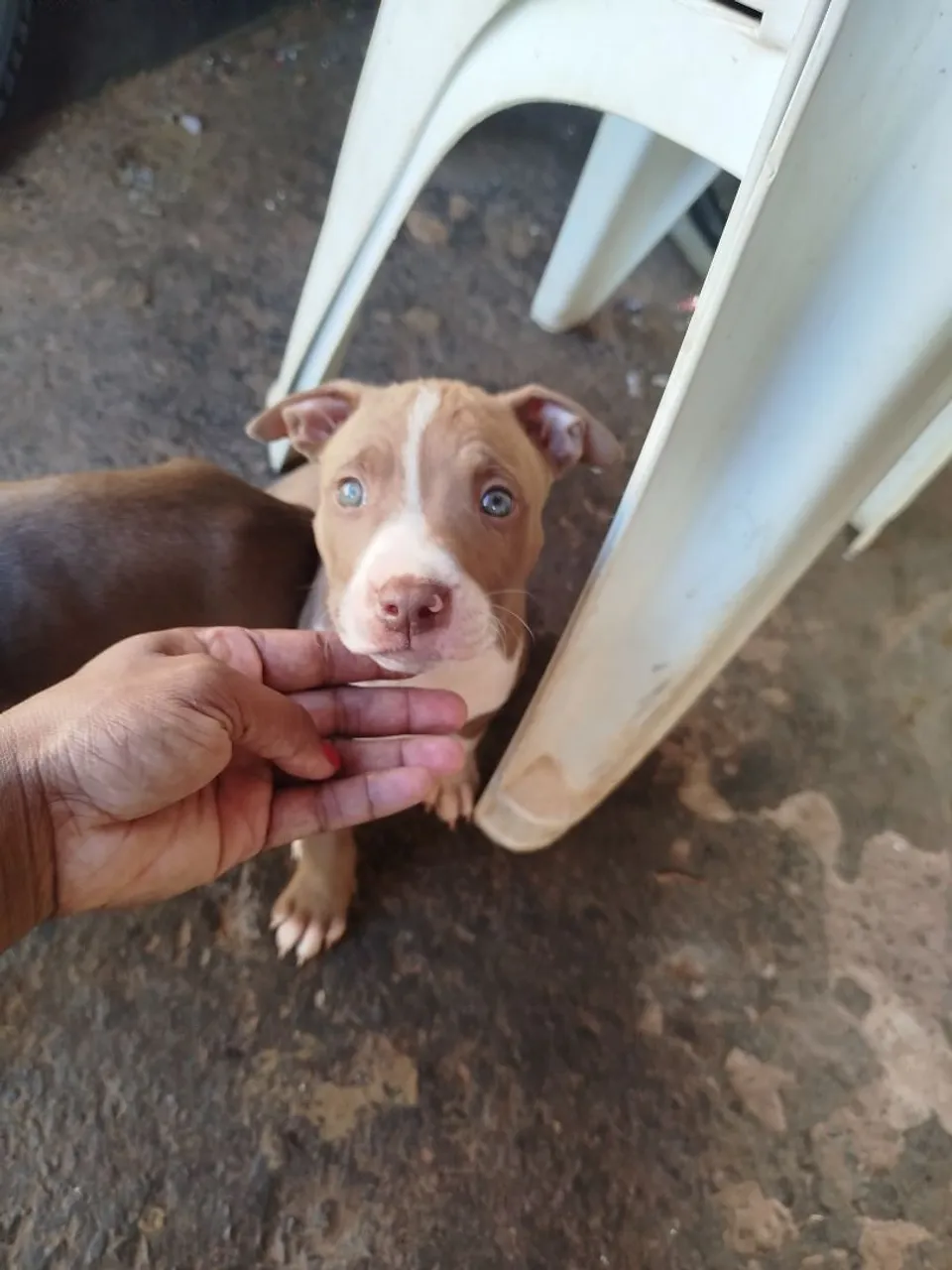 Filhote de Pitbull disponível