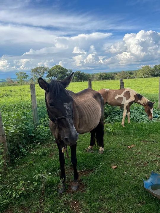 Egua e potro paint horse