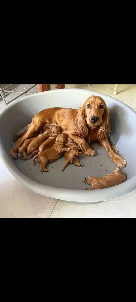 Cocker Spaniel Inglês