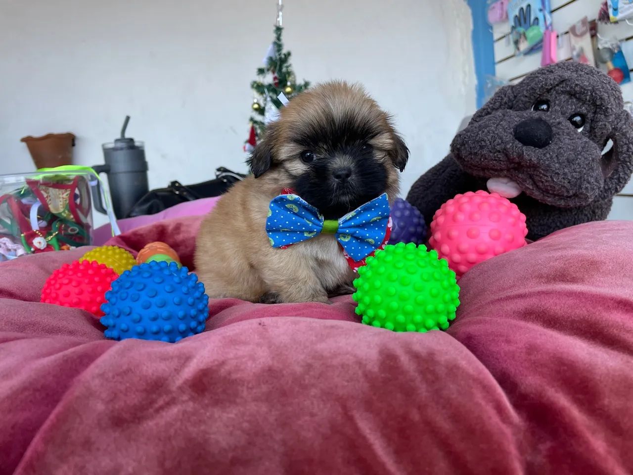 Shih  tzu macho dourado mini $980,00 - Foto 2