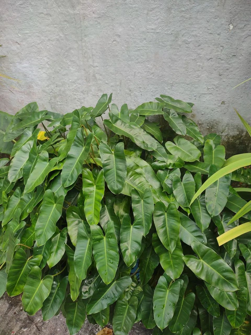 Linda planta Para decoracões