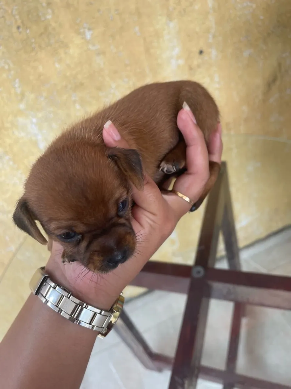 Filhote de cachorro pinscher