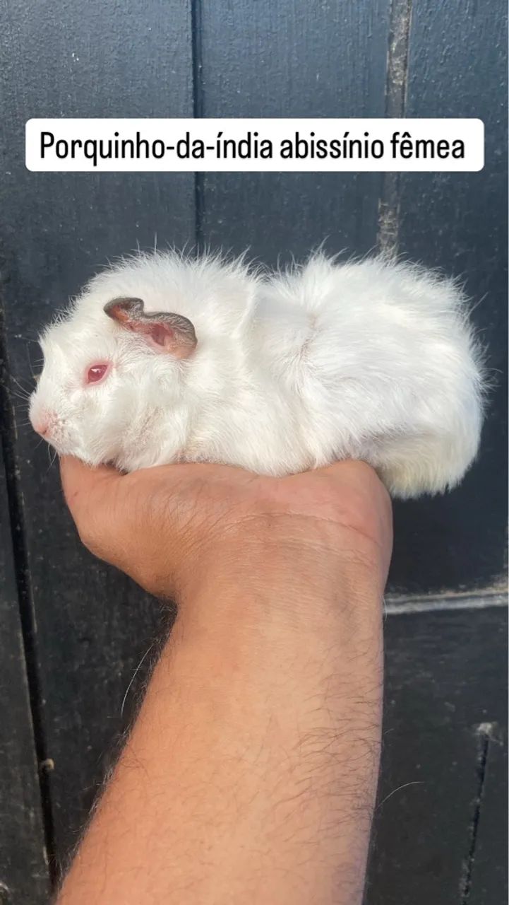 Porquinho-da-índia Absínio  - Foto 3