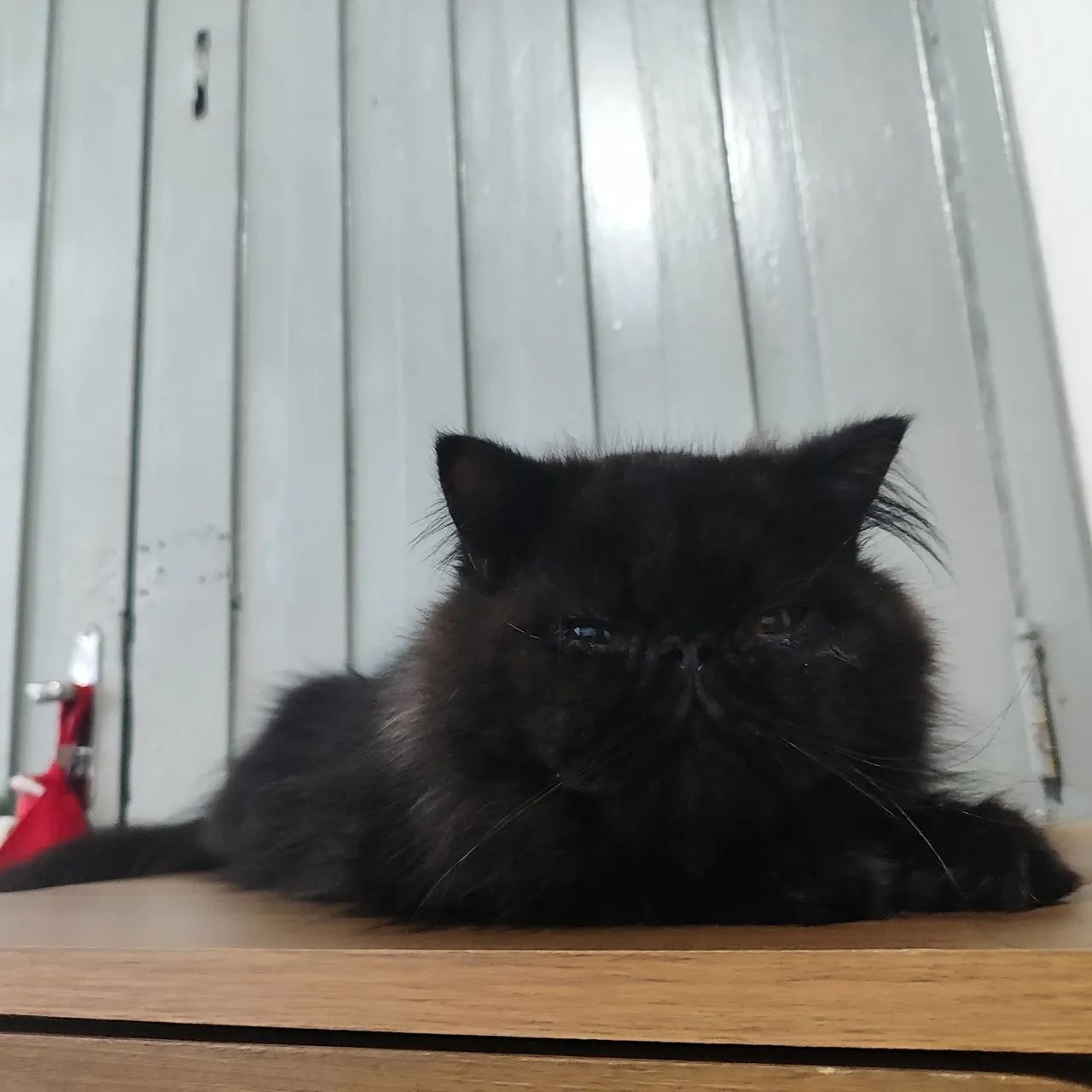 Gato persa padrão show  - Foto 3