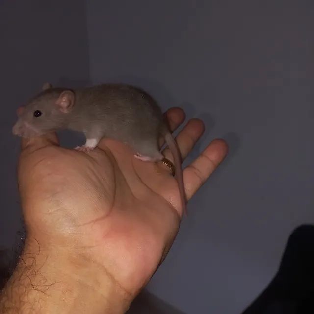 Rato Twister - Foto 2