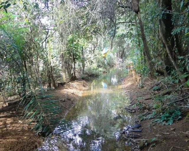 Viva com Tranquilidade: Sítio Completo com Água Abundante e Muito Verde - Foto 4