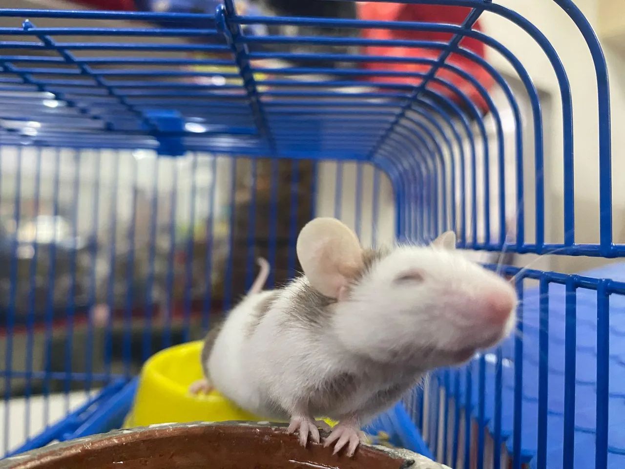 Topolino Zeca, fofo para venda - Foto 2