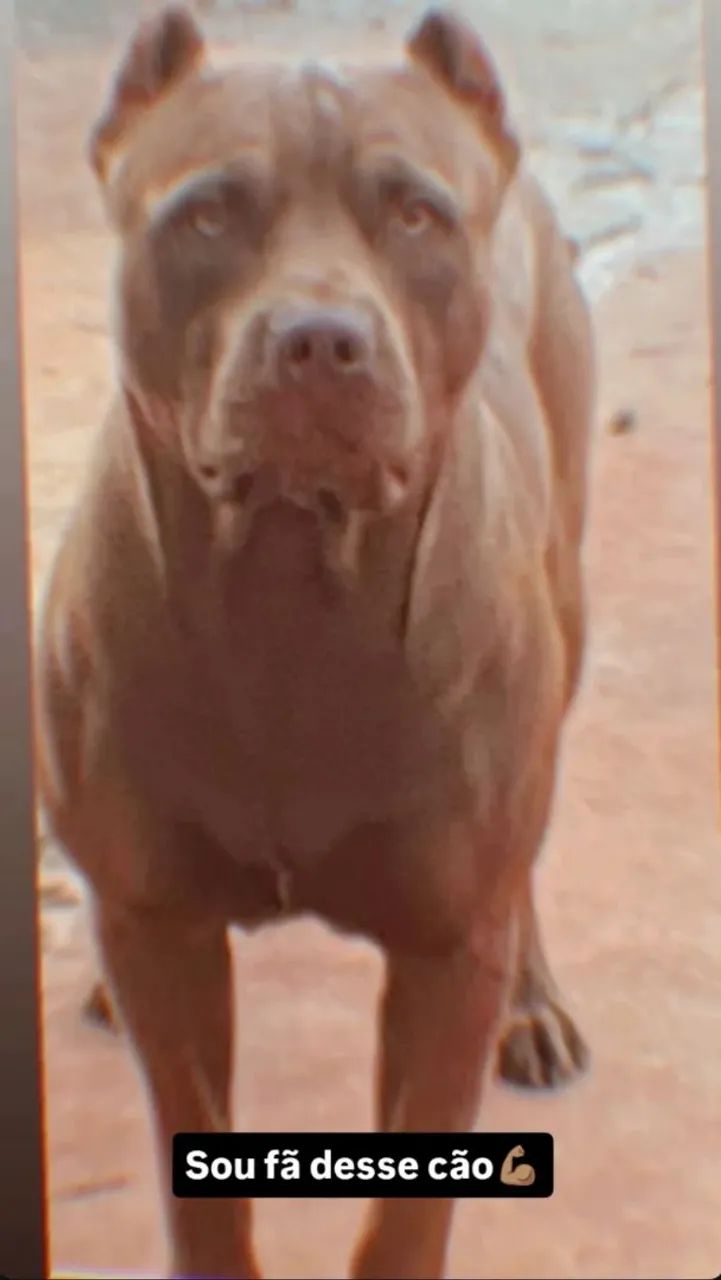 American Pit Bull terrier  - Foto 3