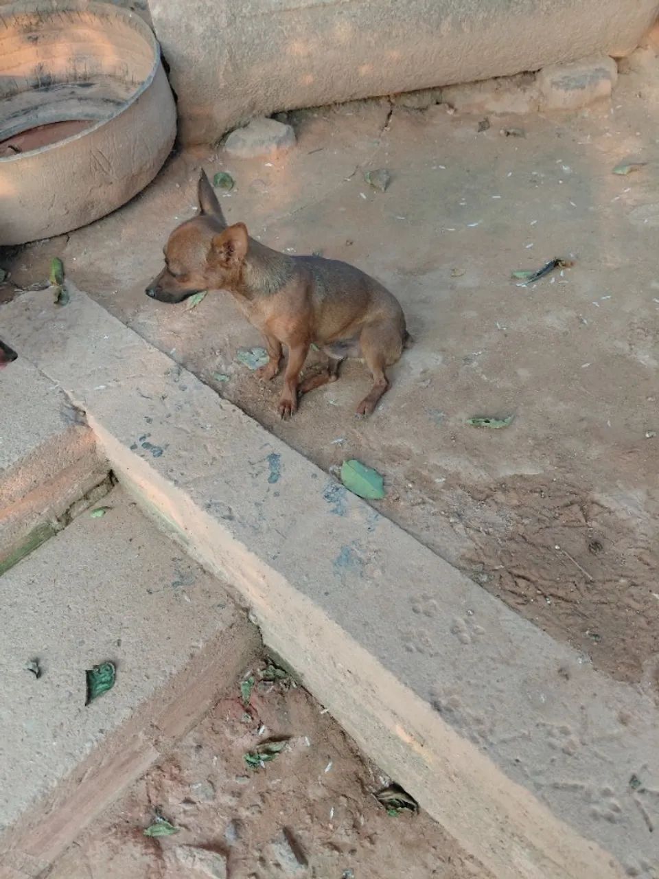 Pinscher  macho - Foto 3