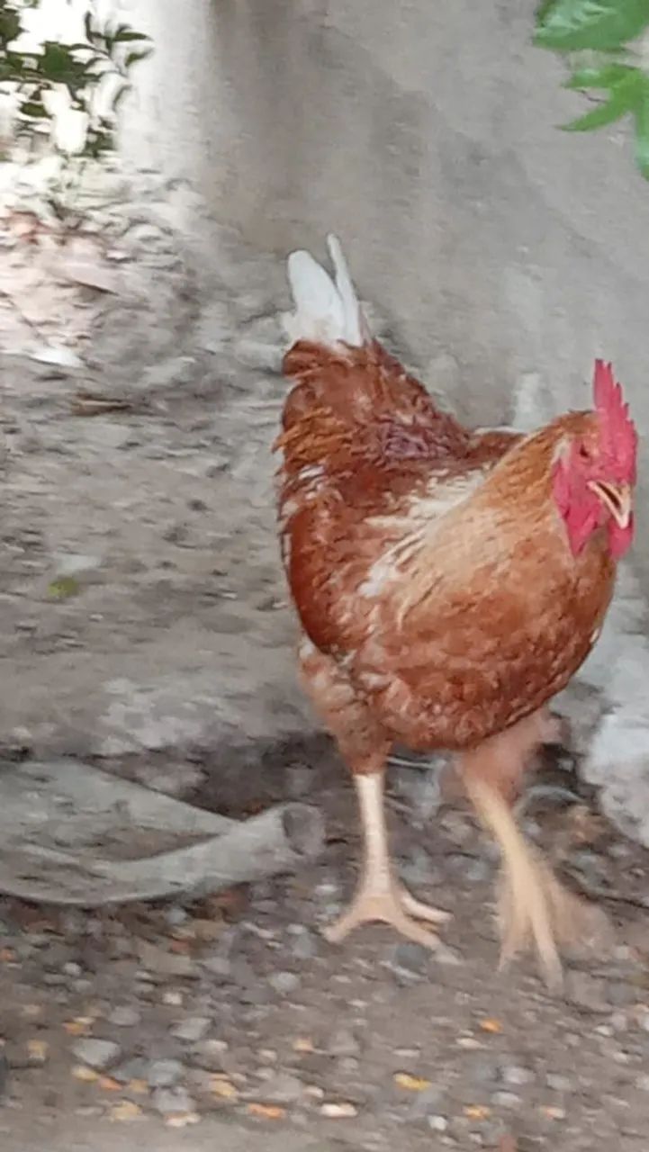 Frango  - Foto 2