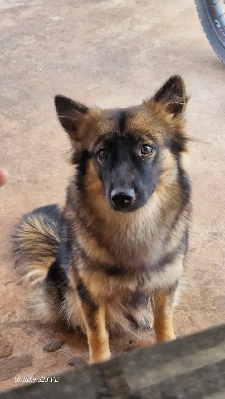 Cachorra  - Foto 4
