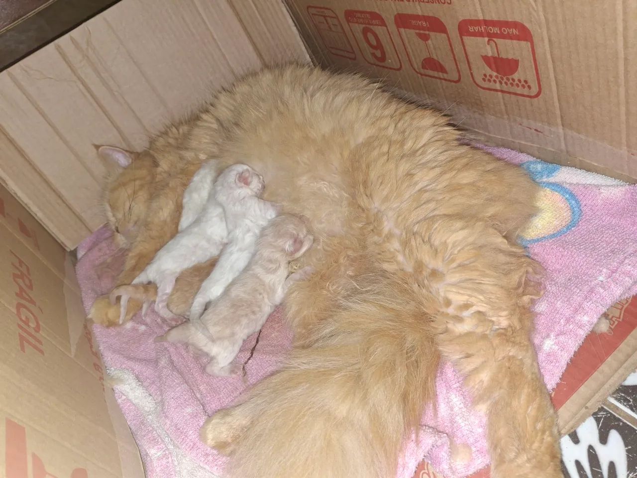 Filhote de gato ? 
