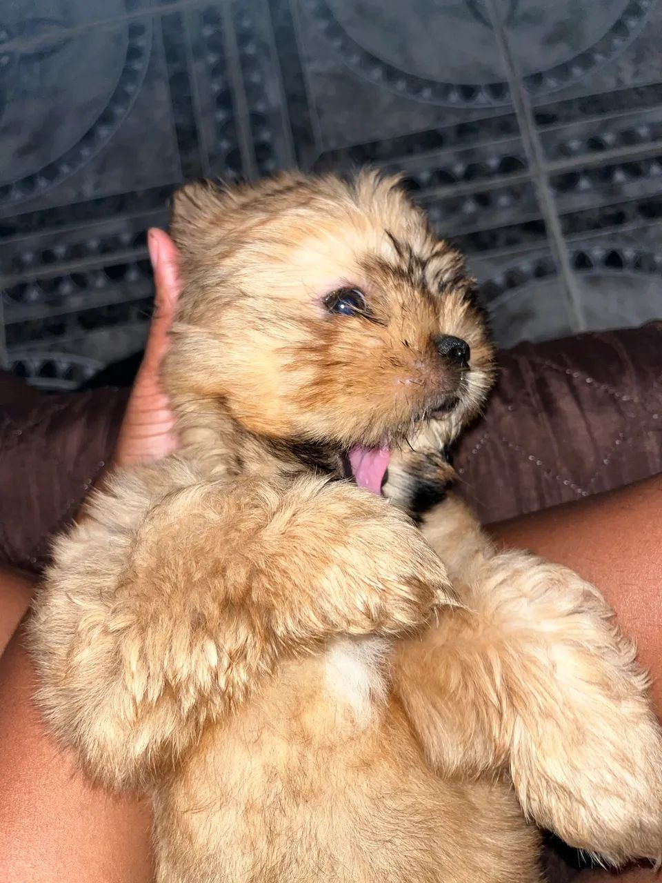 Cachorro 