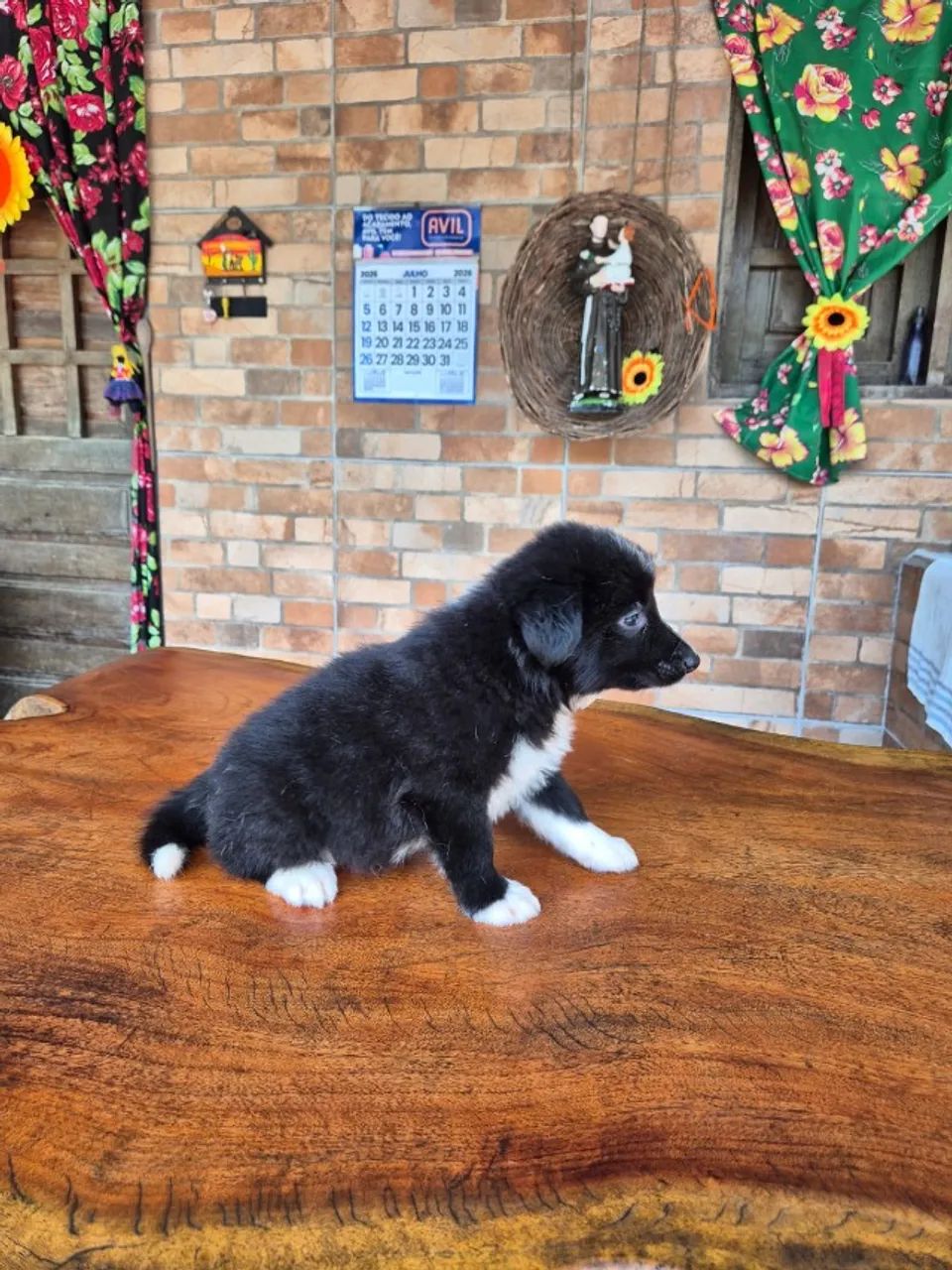 O BORDER COLLIE QUE FALTAVA NA SUA FAMÍLIA ESTÁ AQUI! - Foto 4
