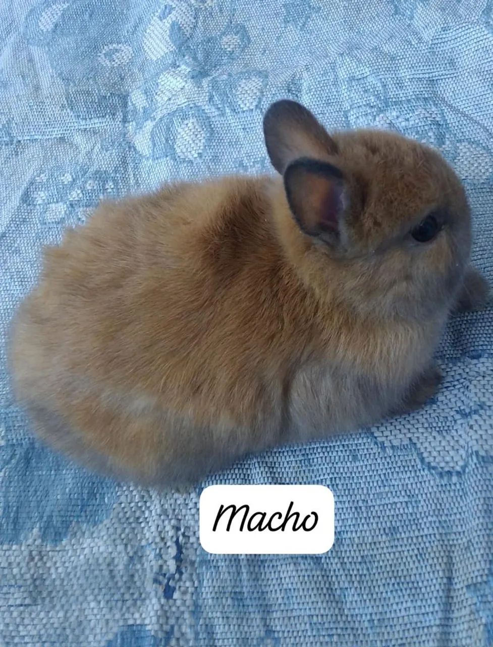 Mini coelho  - Foto 4