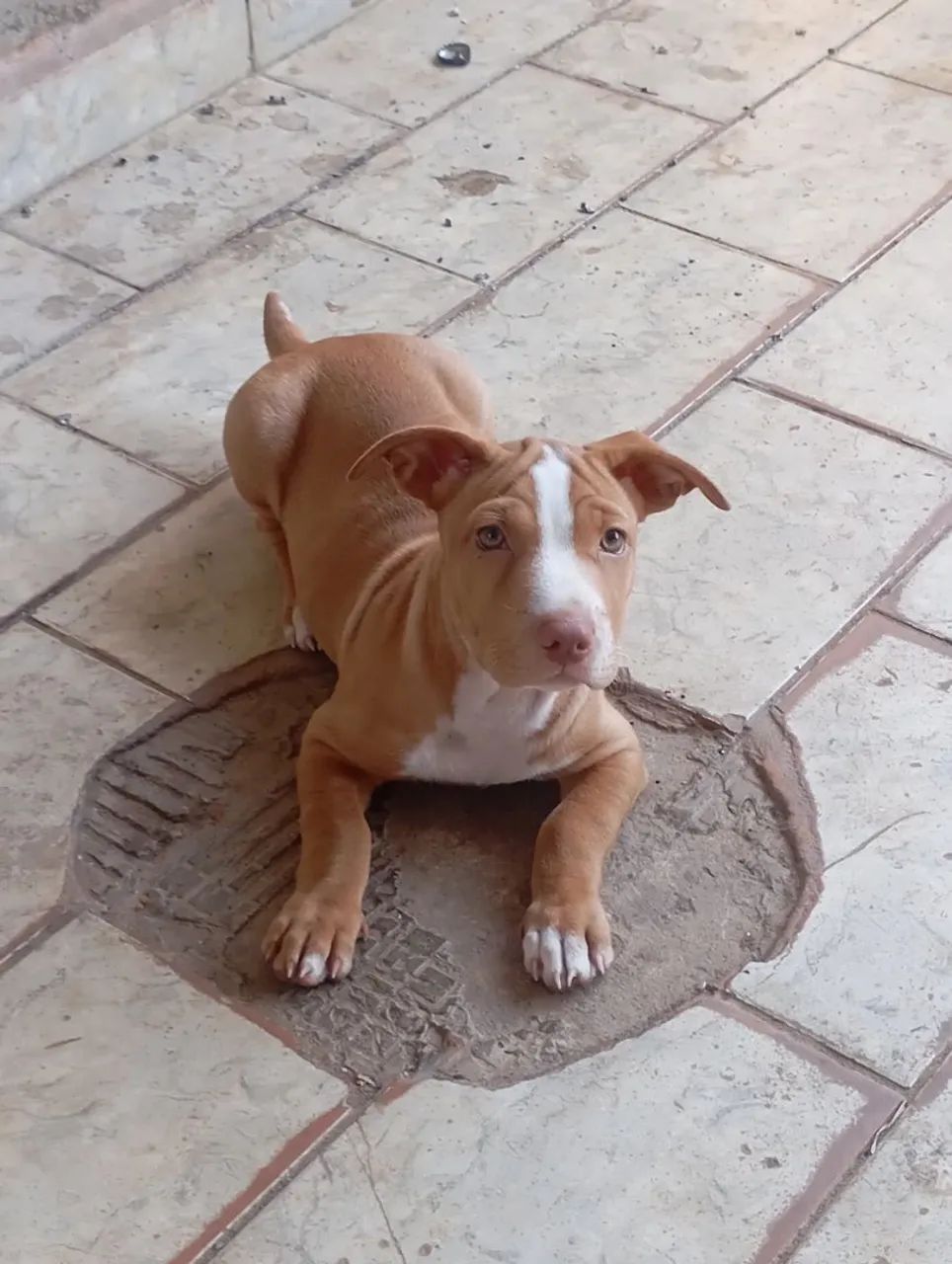 Filhote de Pitbull femia  - Foto 4