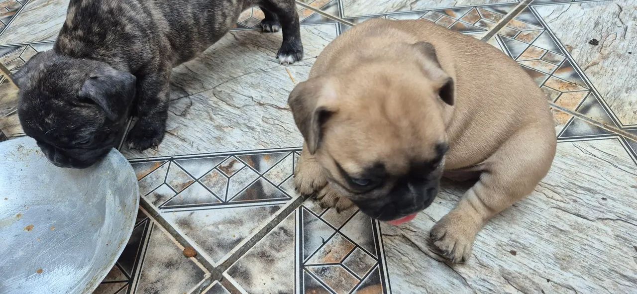 Filhotes buldogue francês - Foto 3