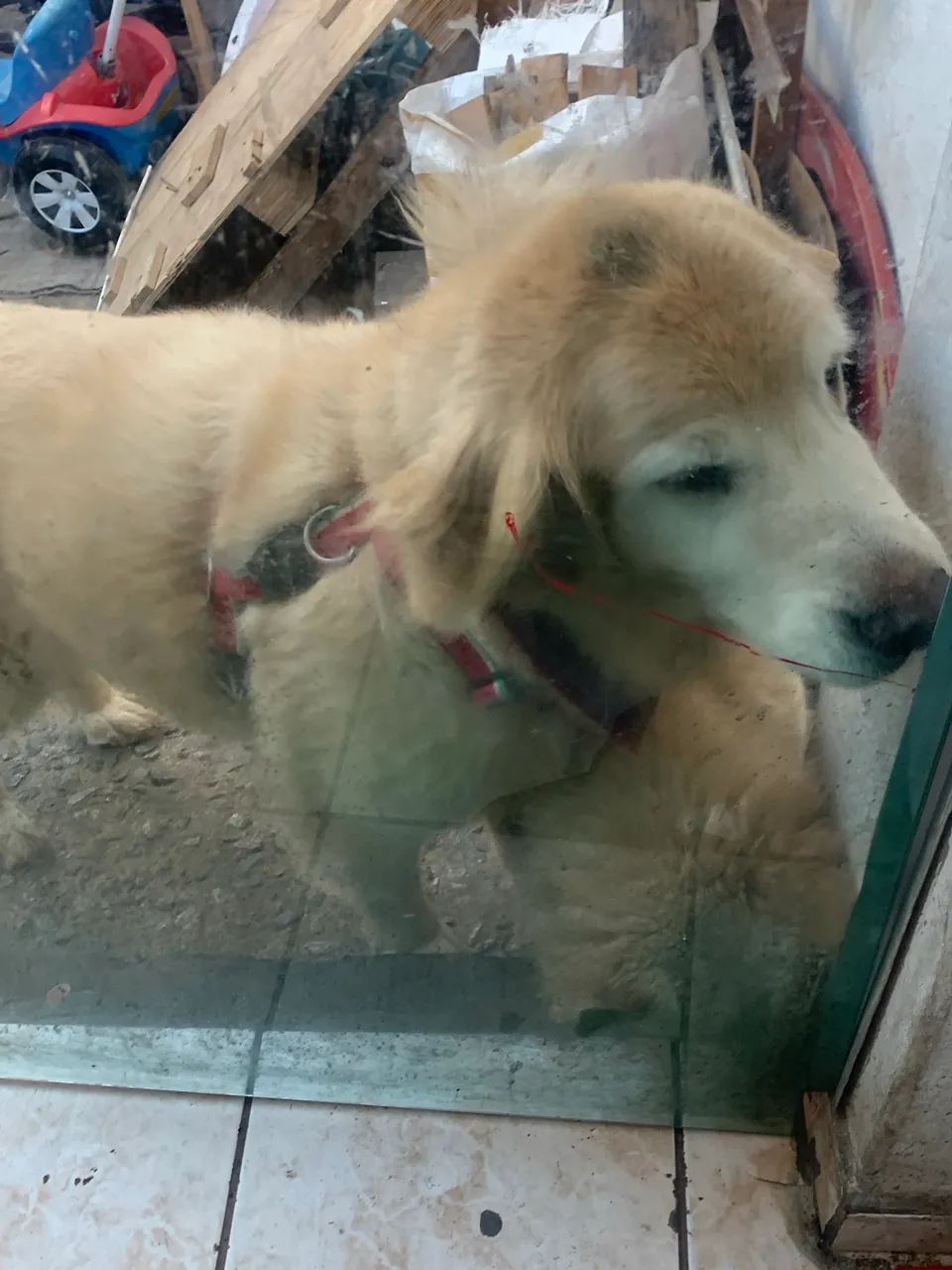 Doa se Golden Retriver - Foto 2