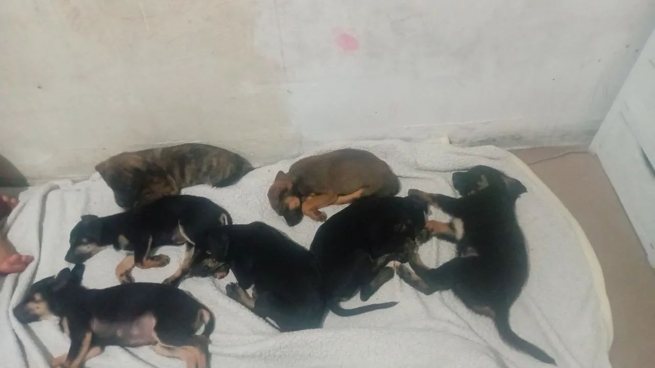 Cachorro 