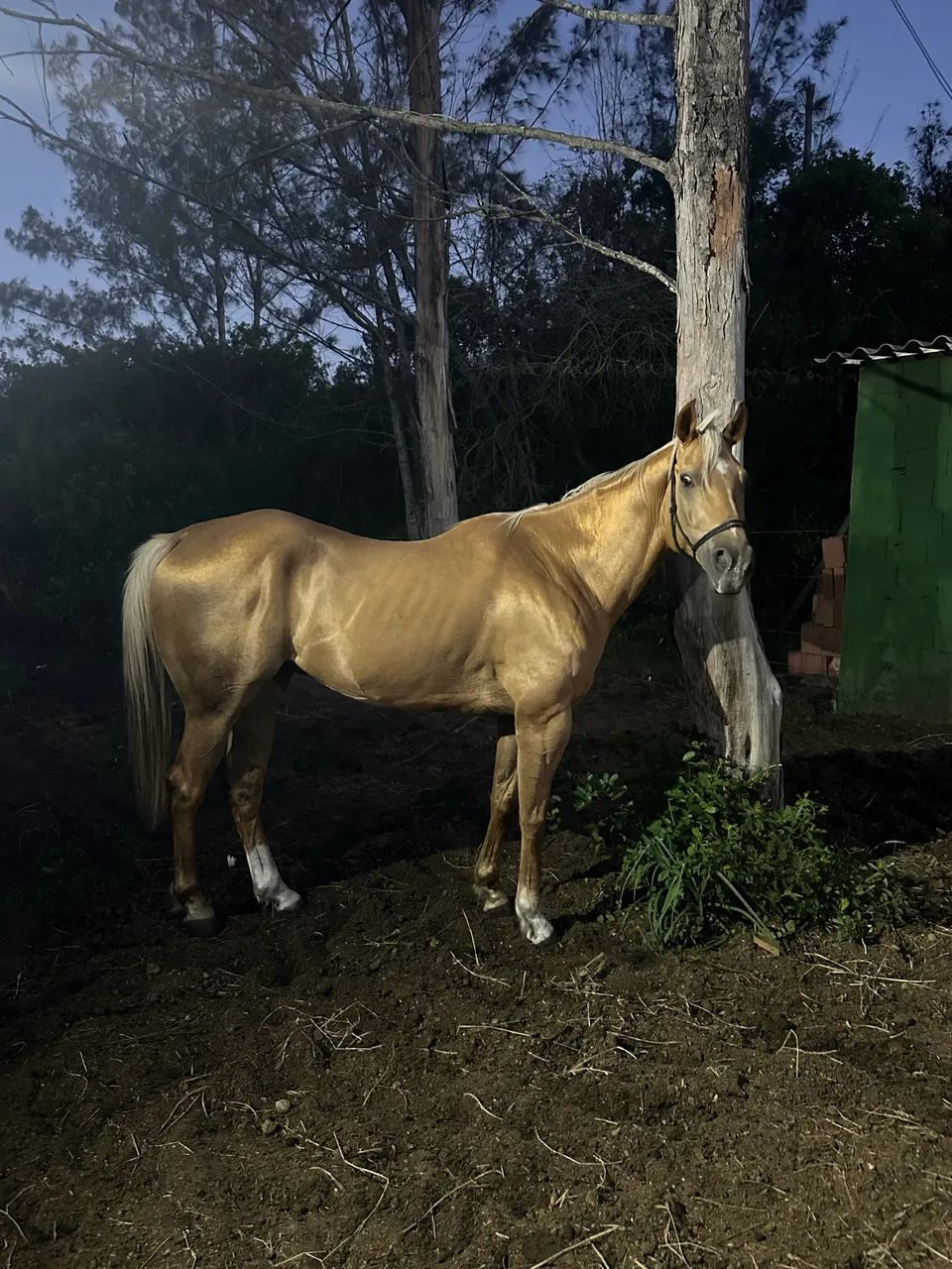 Vendo lindo cavalo! - Foto 4