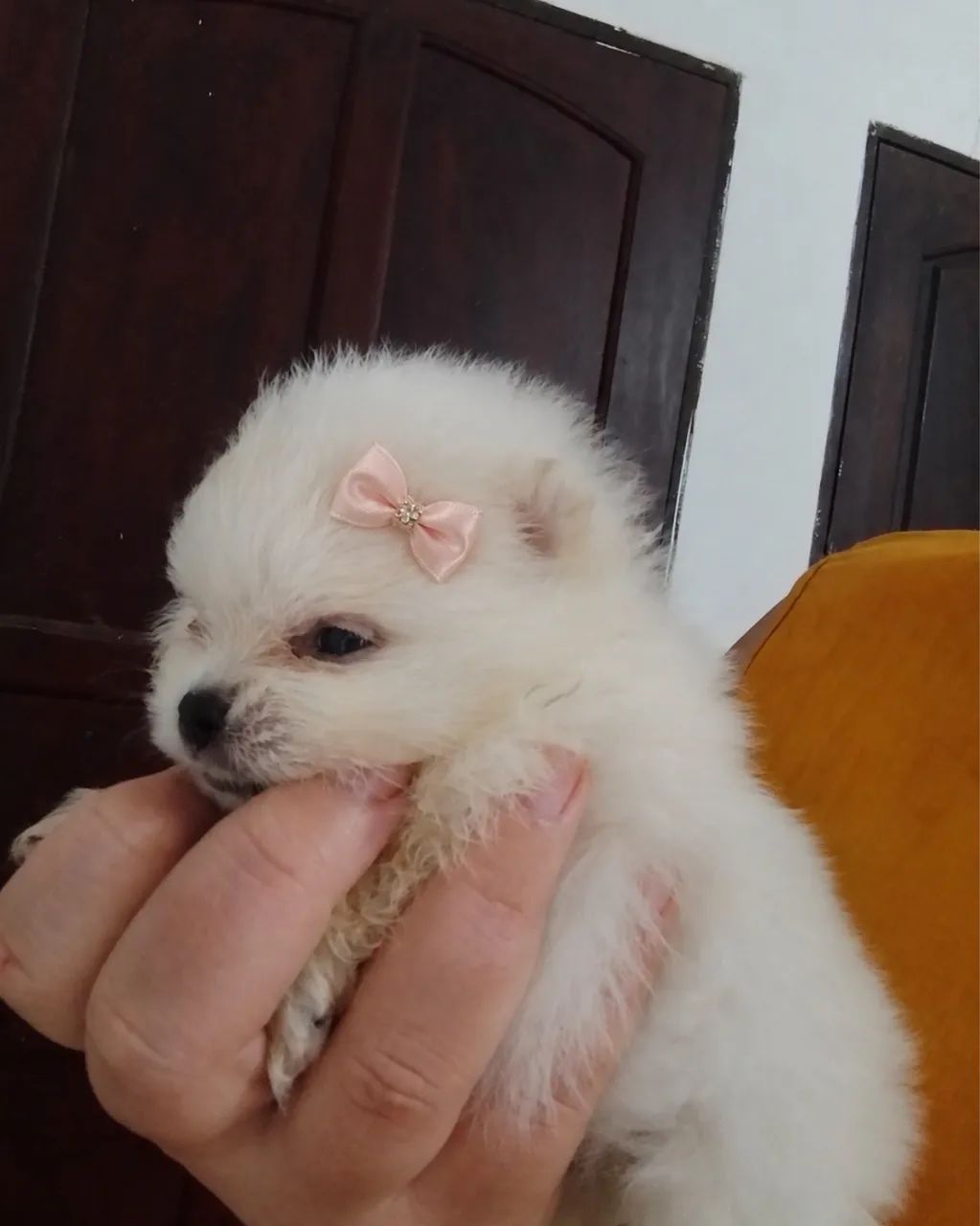 Fêmea Spitz alemão 