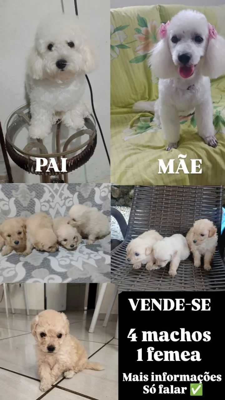 Filhotes de poodle 