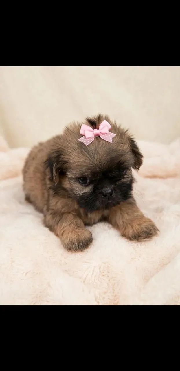 Vendo filhote de shihtzu  - Foto 5