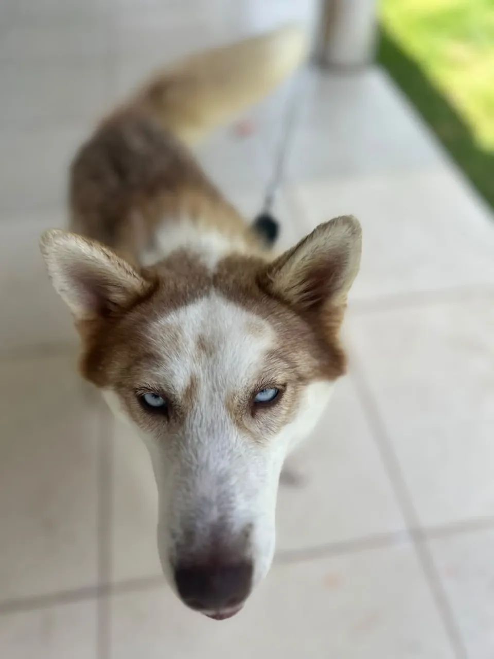 Husk siberiano  - Foto 2