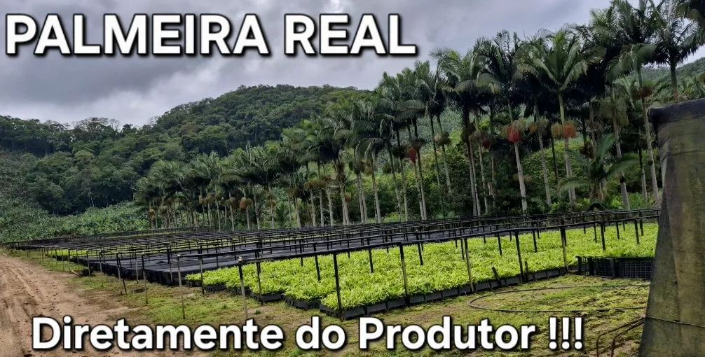 Mudas de Palmeira Real no atacado !!! - Foto 2