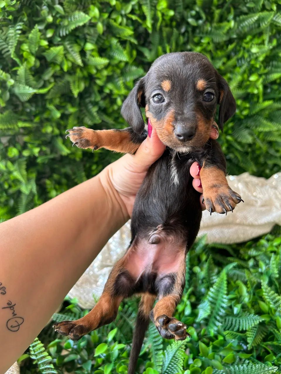 Filhotes Dachshund / salsicha / Teckel  - Foto 2