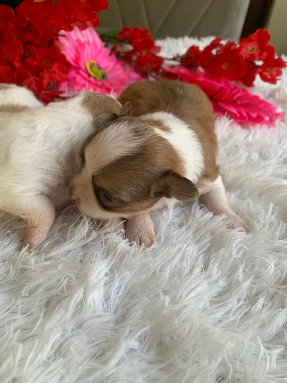 Chihuahua  - Foto 5
