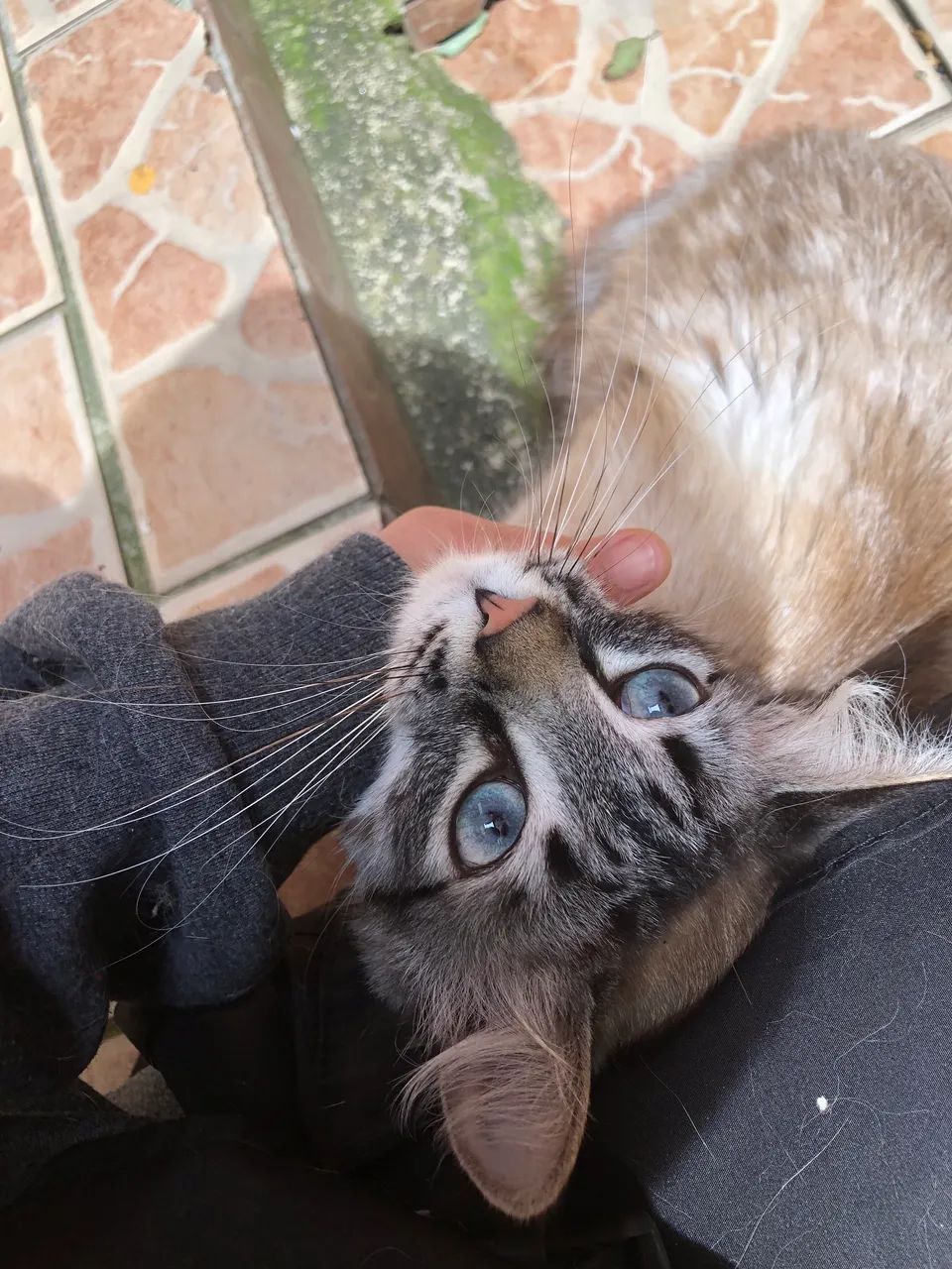 Doação gato macho castrado - Foto 3